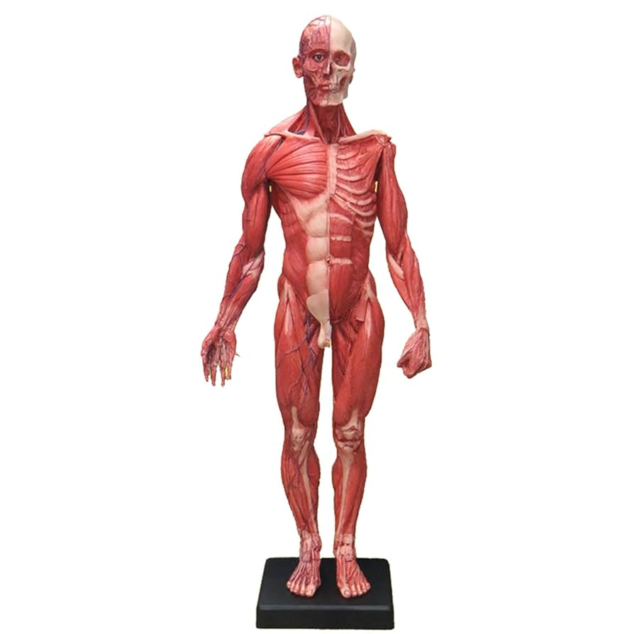 人体模型 約180cm 詳細な筋肉構造 人体模型 約180cm 詳細な筋肉構造